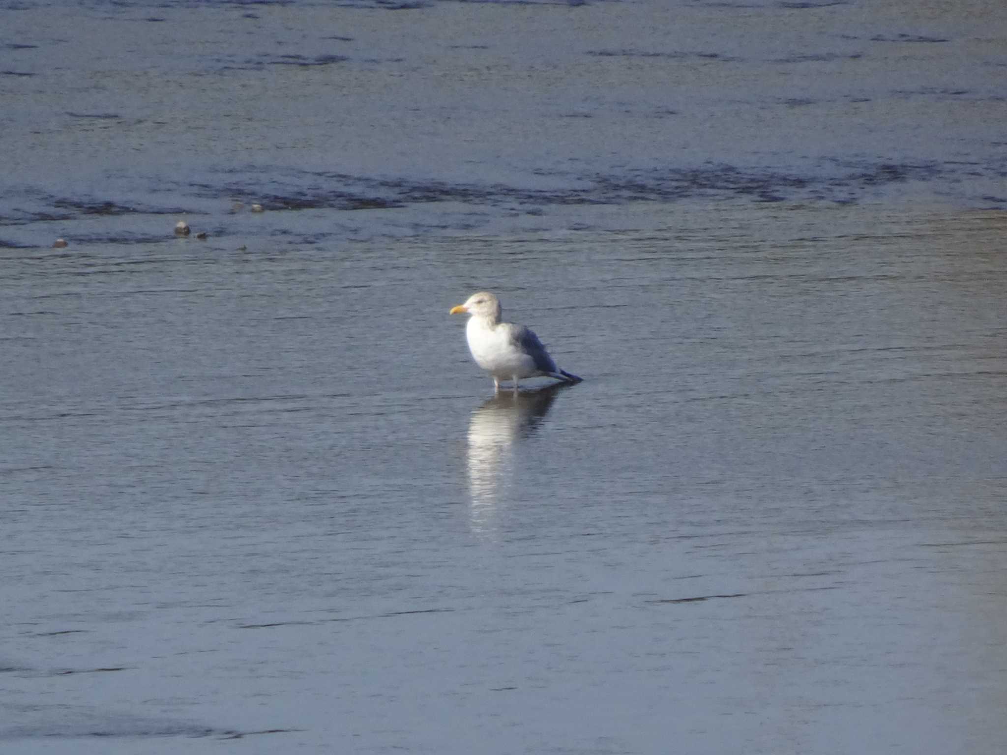 Vega Gull