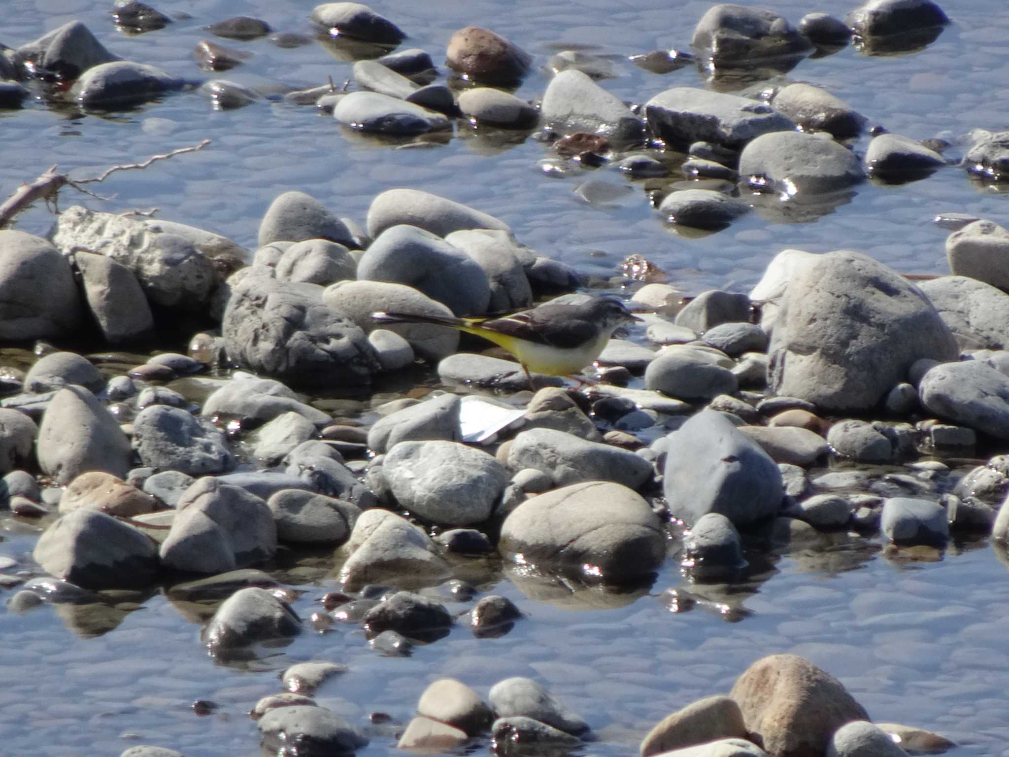 Grey Wagtail