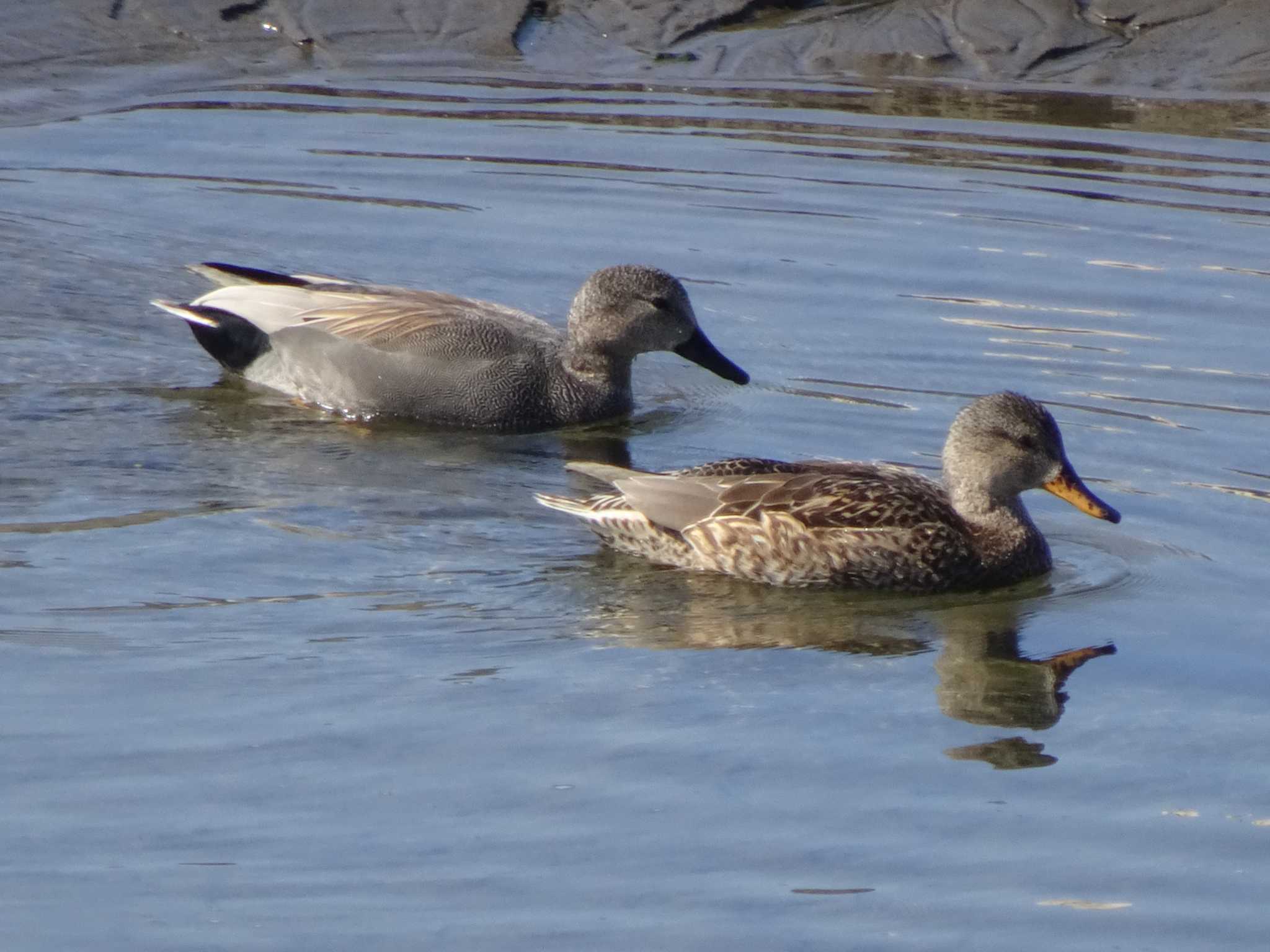 Gadwall