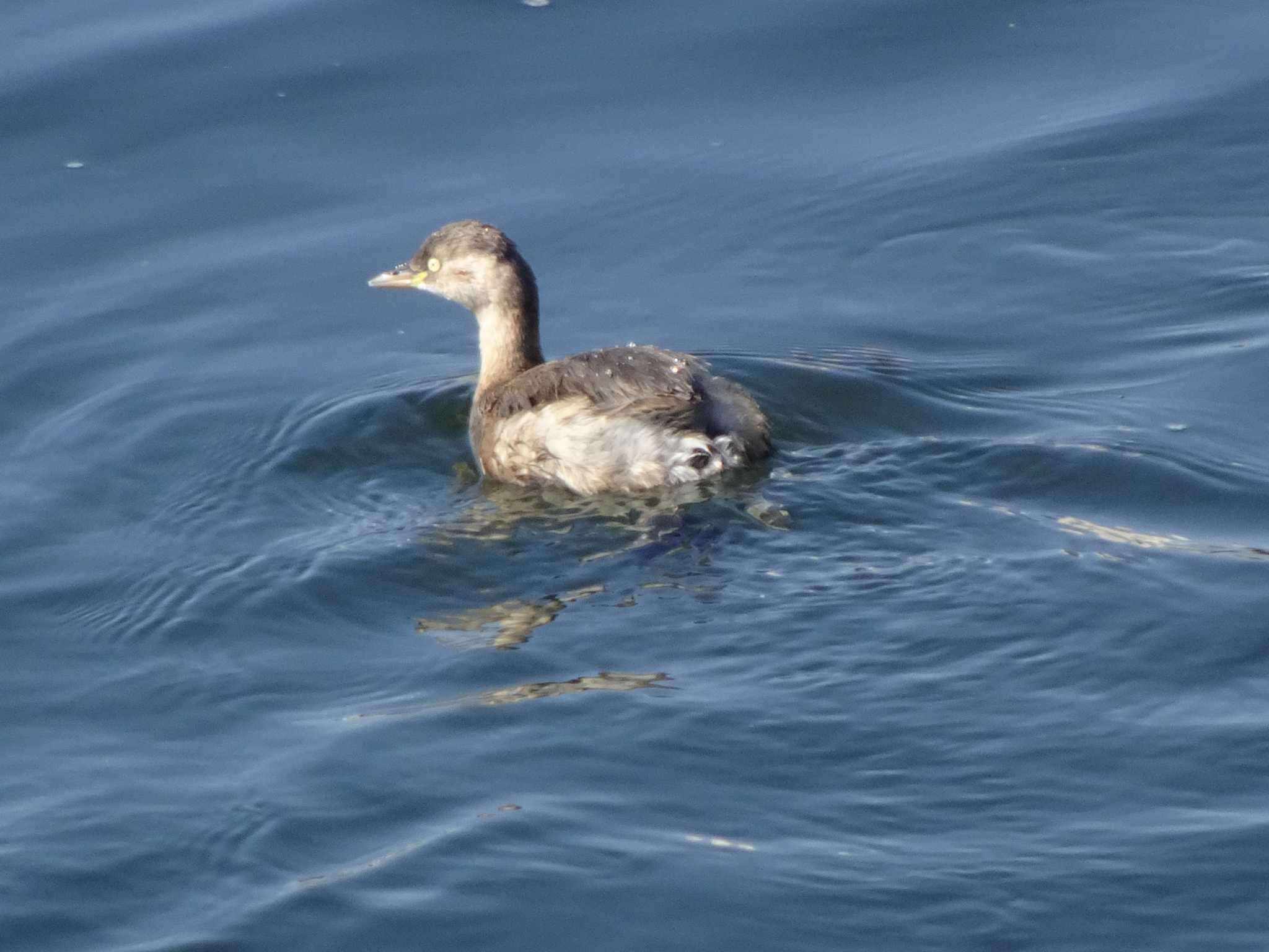 Little Grebe