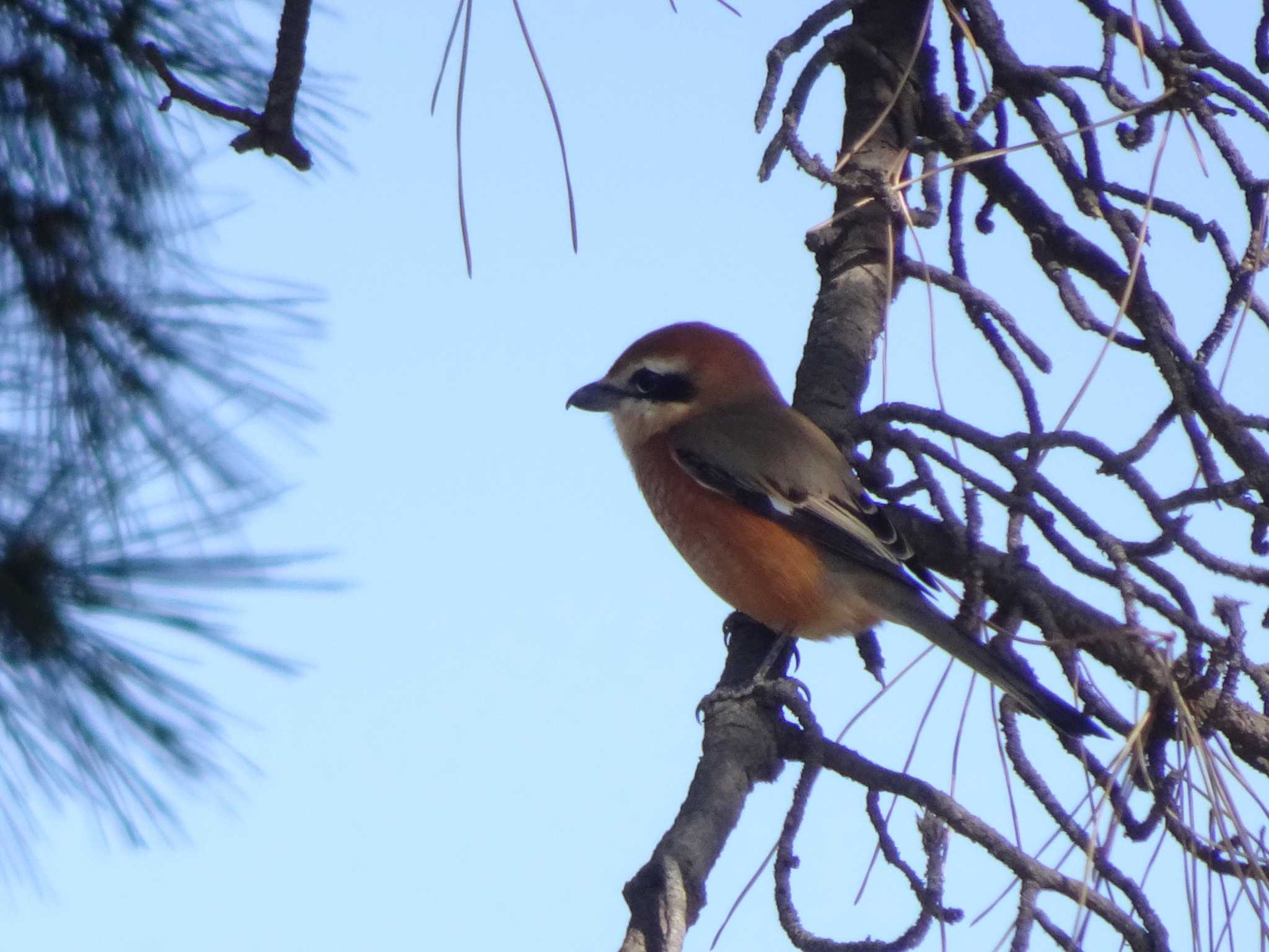 Bull-headed Shrike