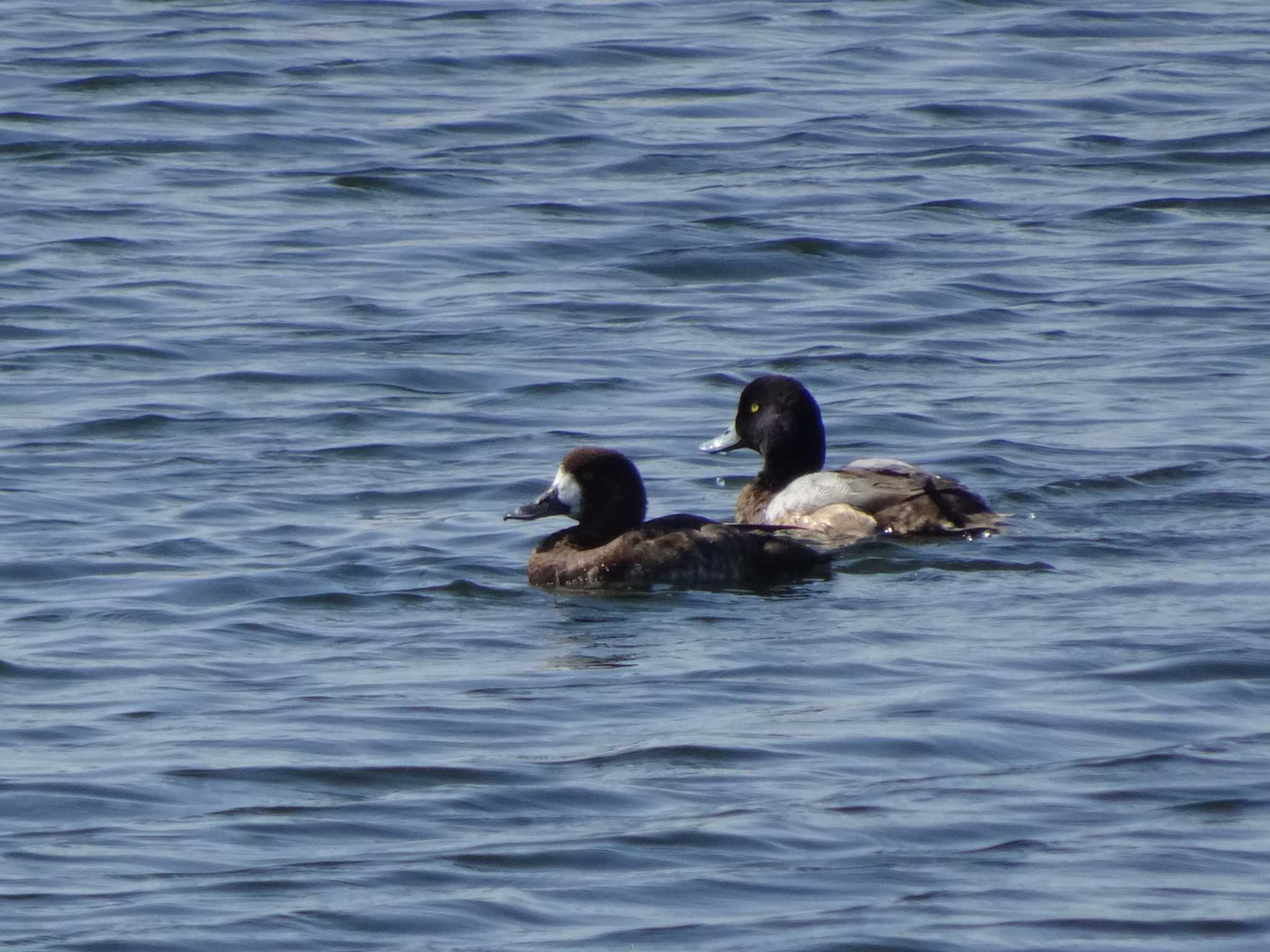 Greater Scaup