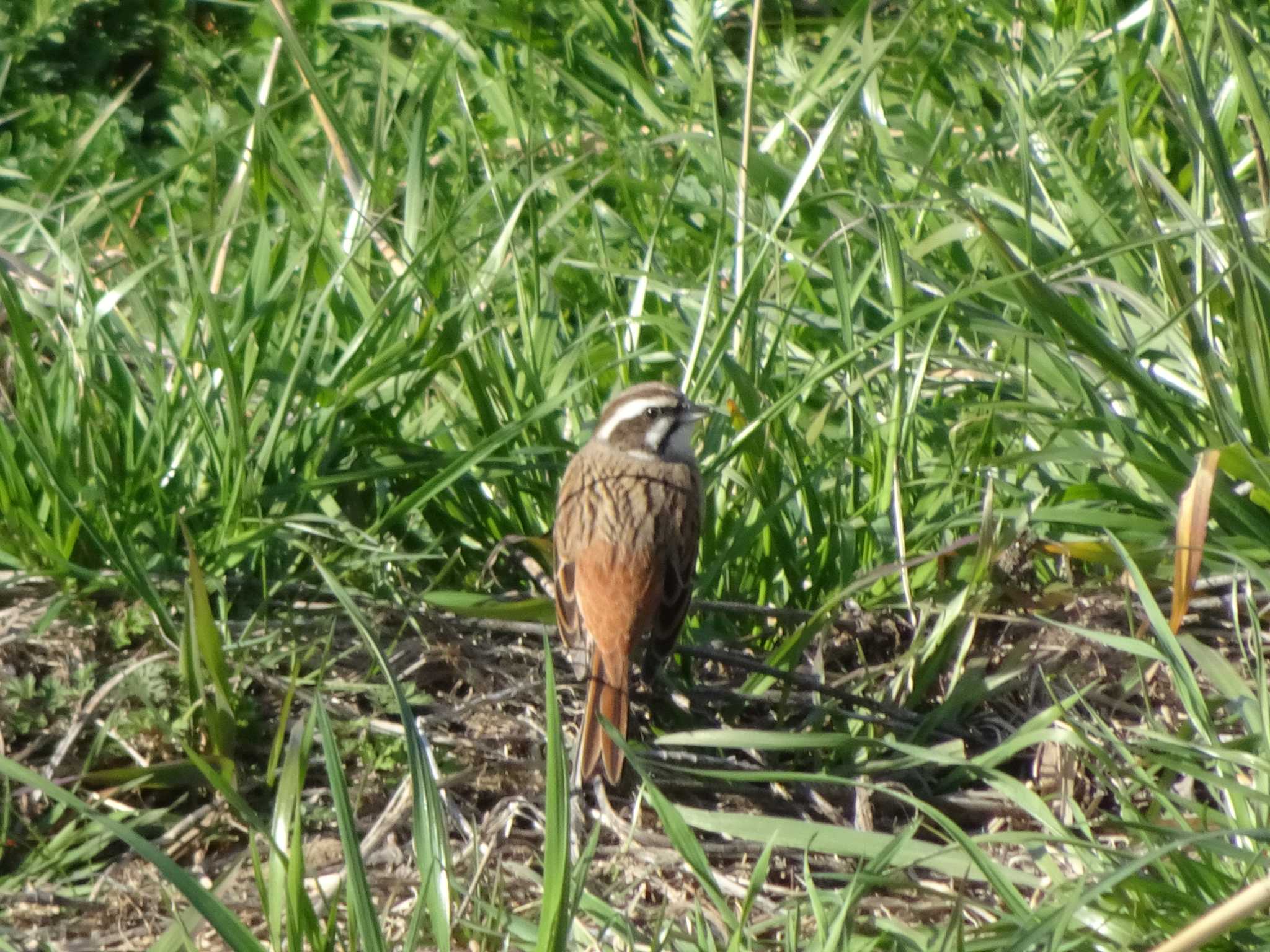 Meadow Bunting