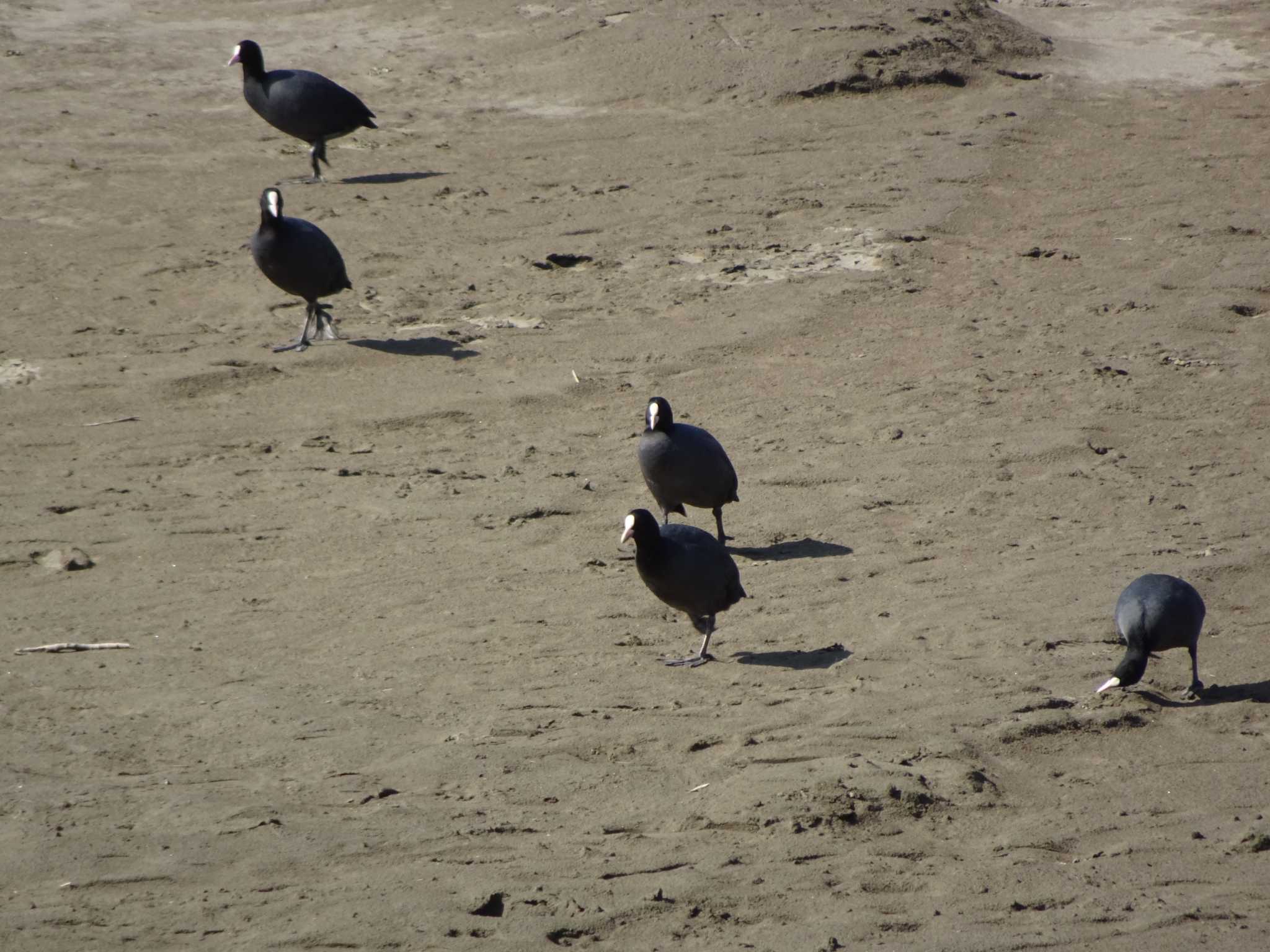 Eurasian Coot