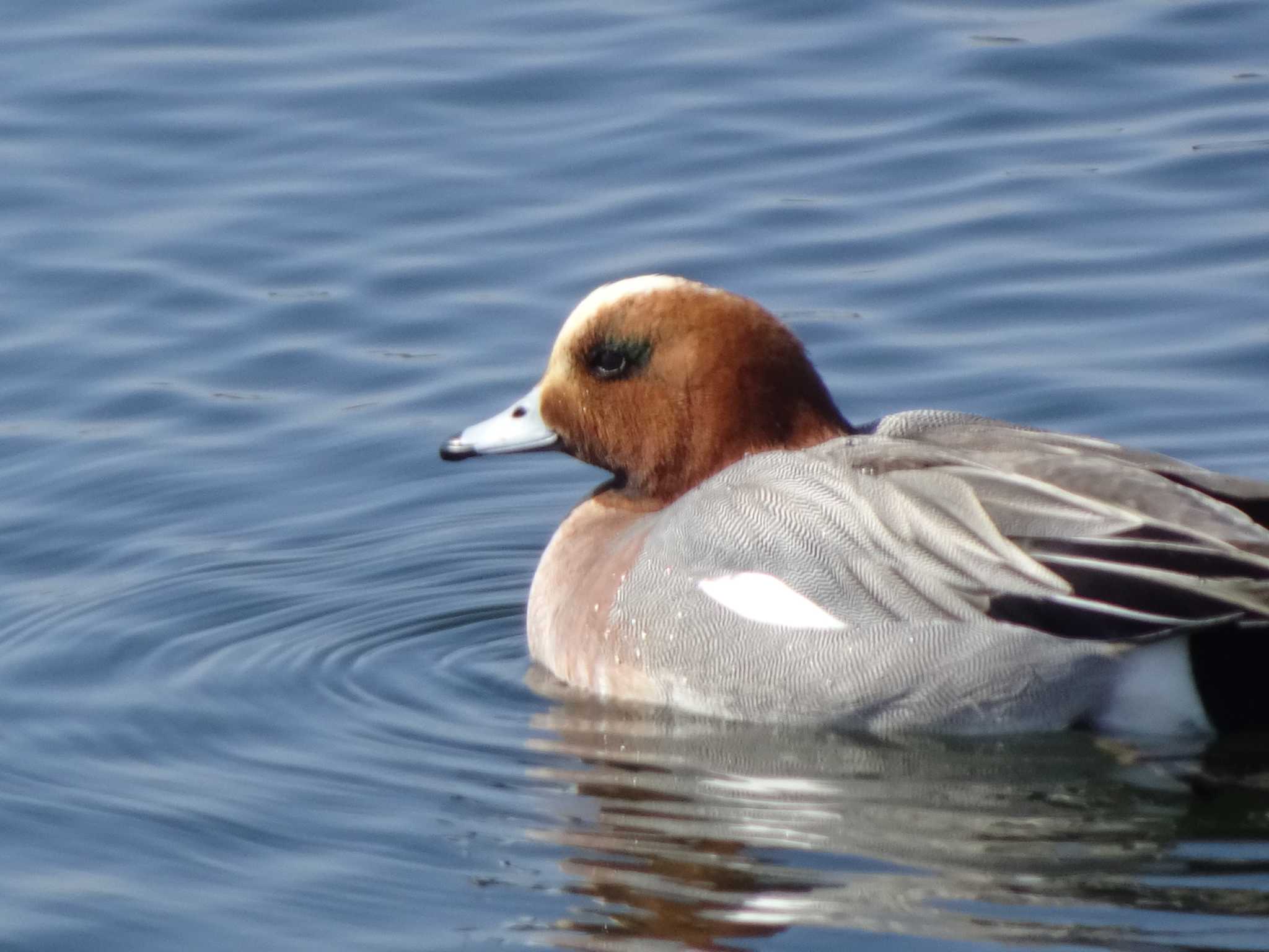 Photo of Eurasian Wigeon at 多摩川二ヶ領上河原堰 by Kozakuraband