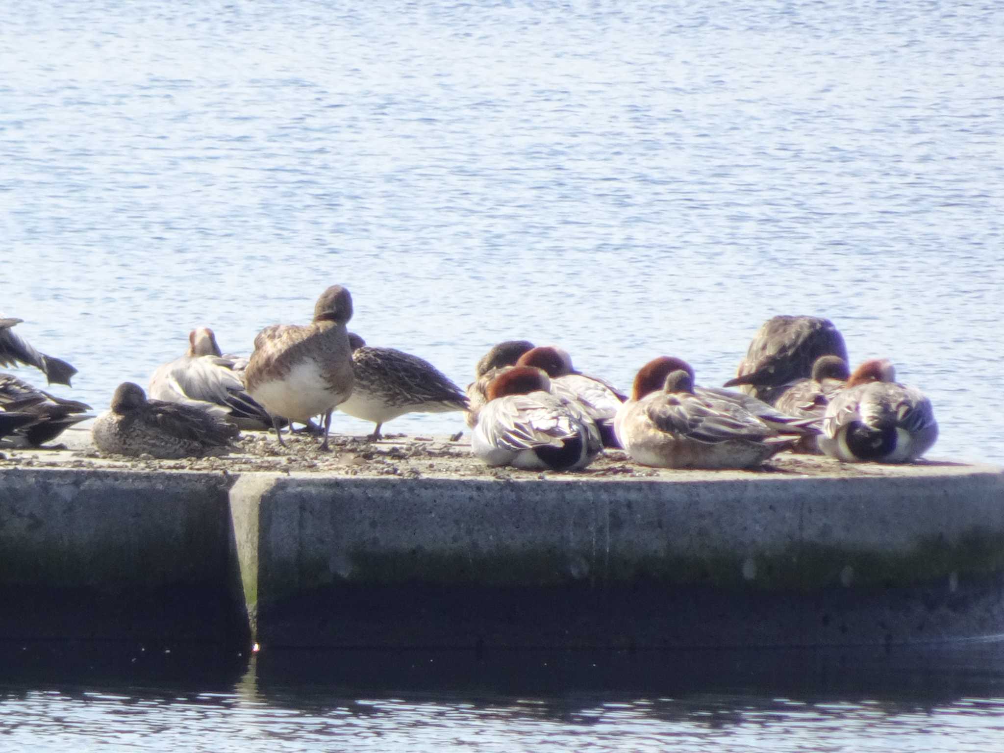 Eurasian Wigeon