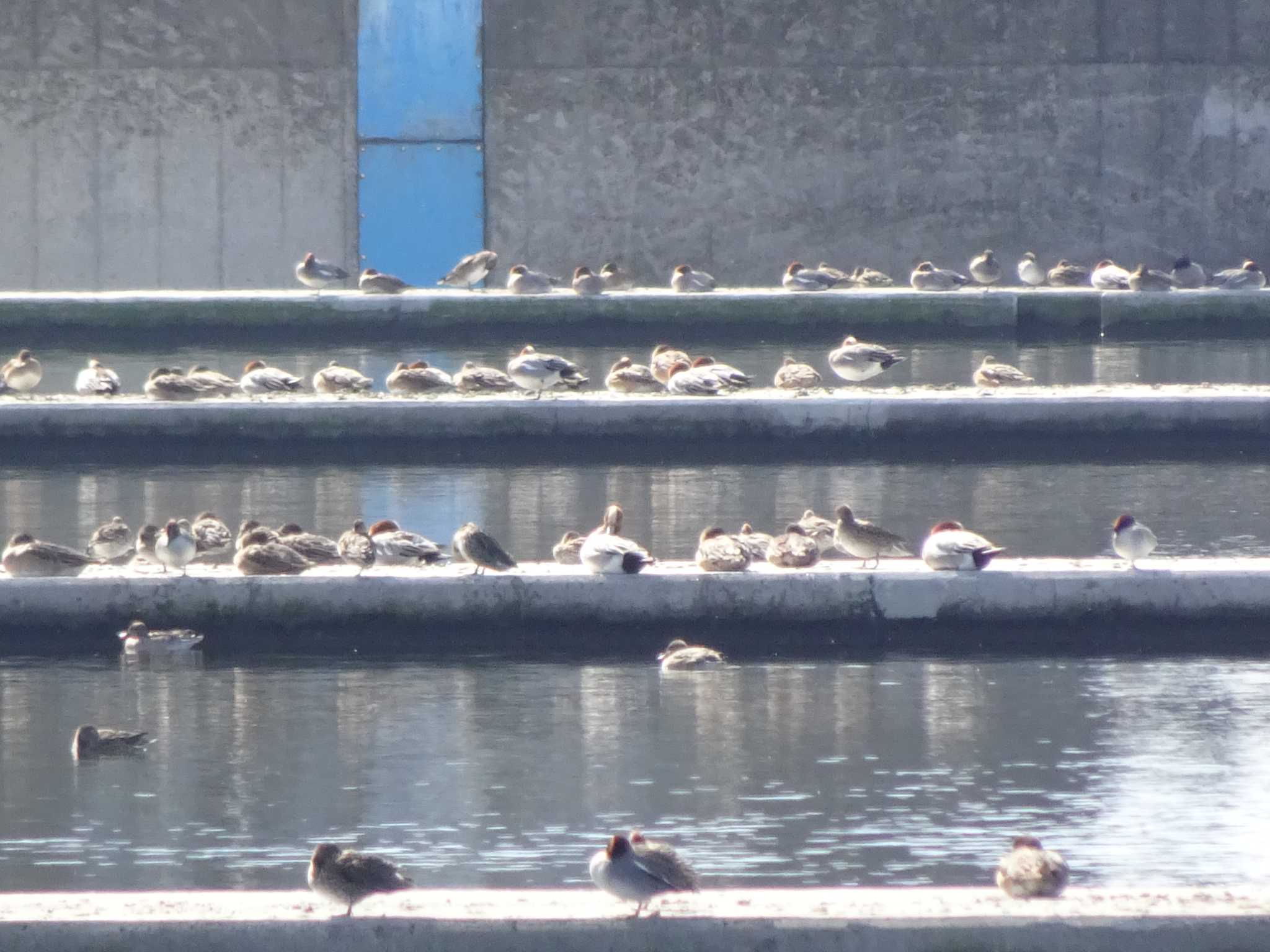 Eurasian Wigeon