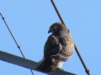 Eastern Buzzard 地球岬 Thu, 9/17/2015