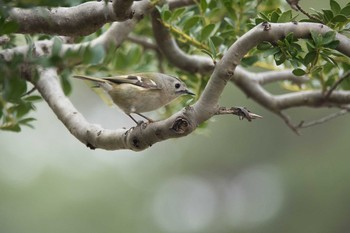 Goldcrest 東京都東村山市 Sat, 2/15/2020