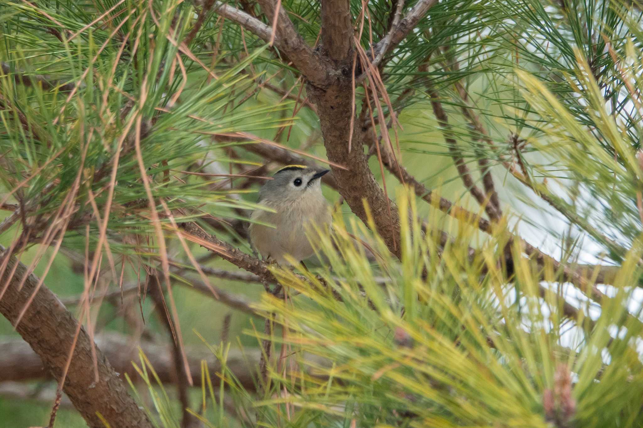 Photo of Goldcrest at 東京都東村山市 by ごじゅうまつ