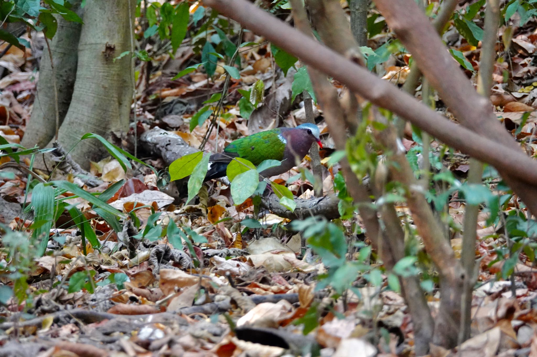 Photo of Common Emerald Dove at タイ中部 by のどか