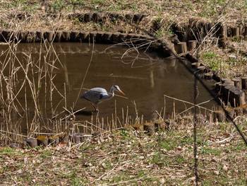 Grey Heron Yatoyama Park Mon, 2/24/2020