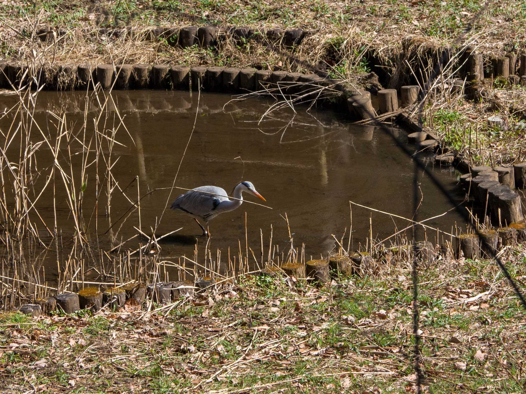 座間谷戸山公園 アオサギの写真 by Tosh@Bird