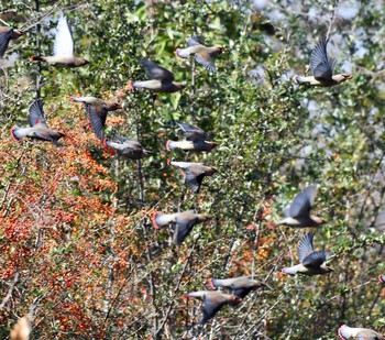 Japanese Waxwing Unknown Spots Mon, 2/24/2020