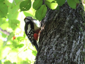 Great Spotted Woodpecker(japonicus) Tomakomai Experimental Forest Thu, 9/17/2015