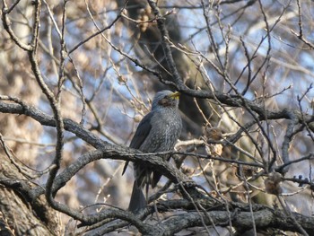 Brown-eared Bulbul Machida Yakushiike Park Mon, 2/24/2020