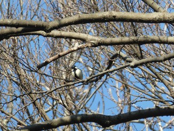 Japanese Tit Machida Yakushiike Park Mon, 2/24/2020