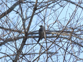 Dusky Thrush Machida Yakushiike Park Mon, 2/24/2020