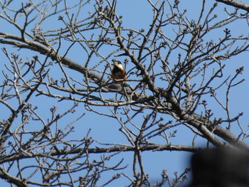 Varied Tit Machida Yakushiike Park Mon, 2/24/2020