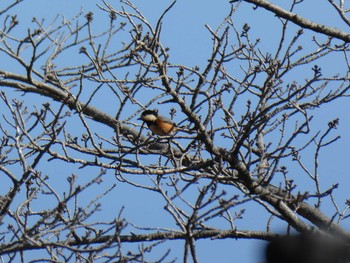 Varied Tit Machida Yakushiike Park Mon, 2/24/2020