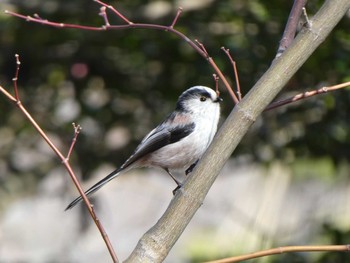 Long-tailed Tit Machida Yakushiike Park Mon, 2/24/2020