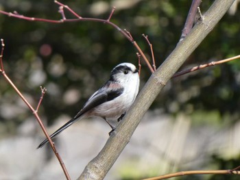 Long-tailed Tit Machida Yakushiike Park Mon, 2/24/2020