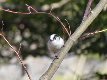 Long-tailed Tit Machida Yakushiike Park Mon, 2/24/2020