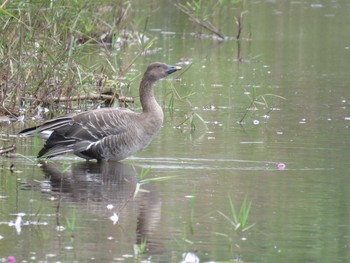 Taiga Bean Goose Lake Utonai Fri, 9/18/2015