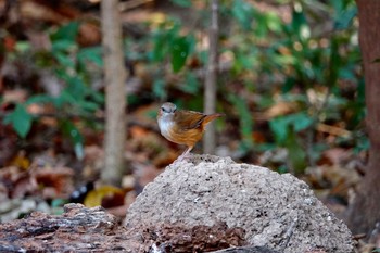 Abbott's Babbler タイ中部 Sun, 2/9/2020