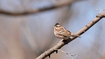 Rustic Bunting Mine Park Sun, 2/23/2020