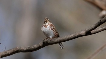 Rustic Bunting Mine Park Sun, 2/23/2020