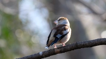 Hawfinch Mine Park Sun, 2/23/2020