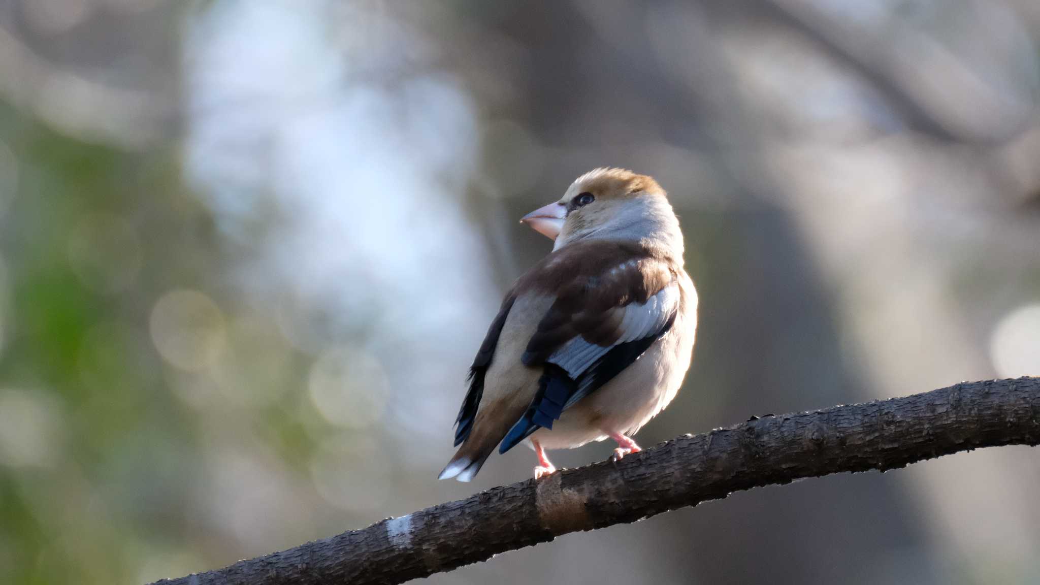 Photo of Hawfinch at Mine Park by ko1smr