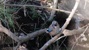 Eurasian Jay Mine Park Sun, 2/23/2020