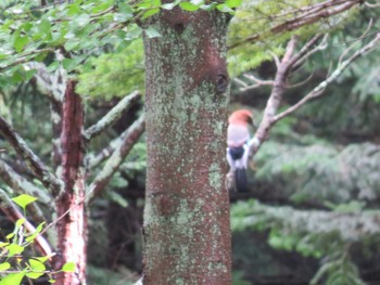 Eurasian Jay(brandtii) Tomakomai Experimental Forest Sun, 9/20/2015