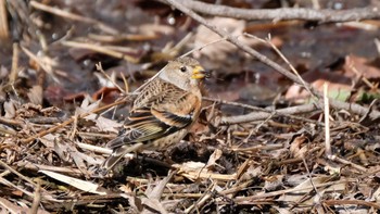 Brambling Mine Park Sun, 2/23/2020