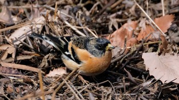 Brambling Mine Park Sun, 2/23/2020