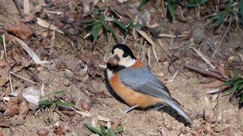 Varied Tit Mine Park Sun, 2/23/2020