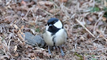 Japanese Tit Mine Park Sun, 2/23/2020