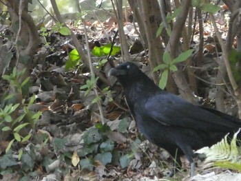 Carrion Crow Higashitakane Forest park Mon, 2/24/2020