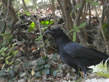 Carrion Crow Higashitakane Forest park Mon, 2/24/2020