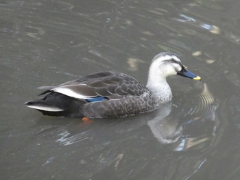 Eastern Spot-billed Duck Higashitakane Forest park Mon, 2/24/2020