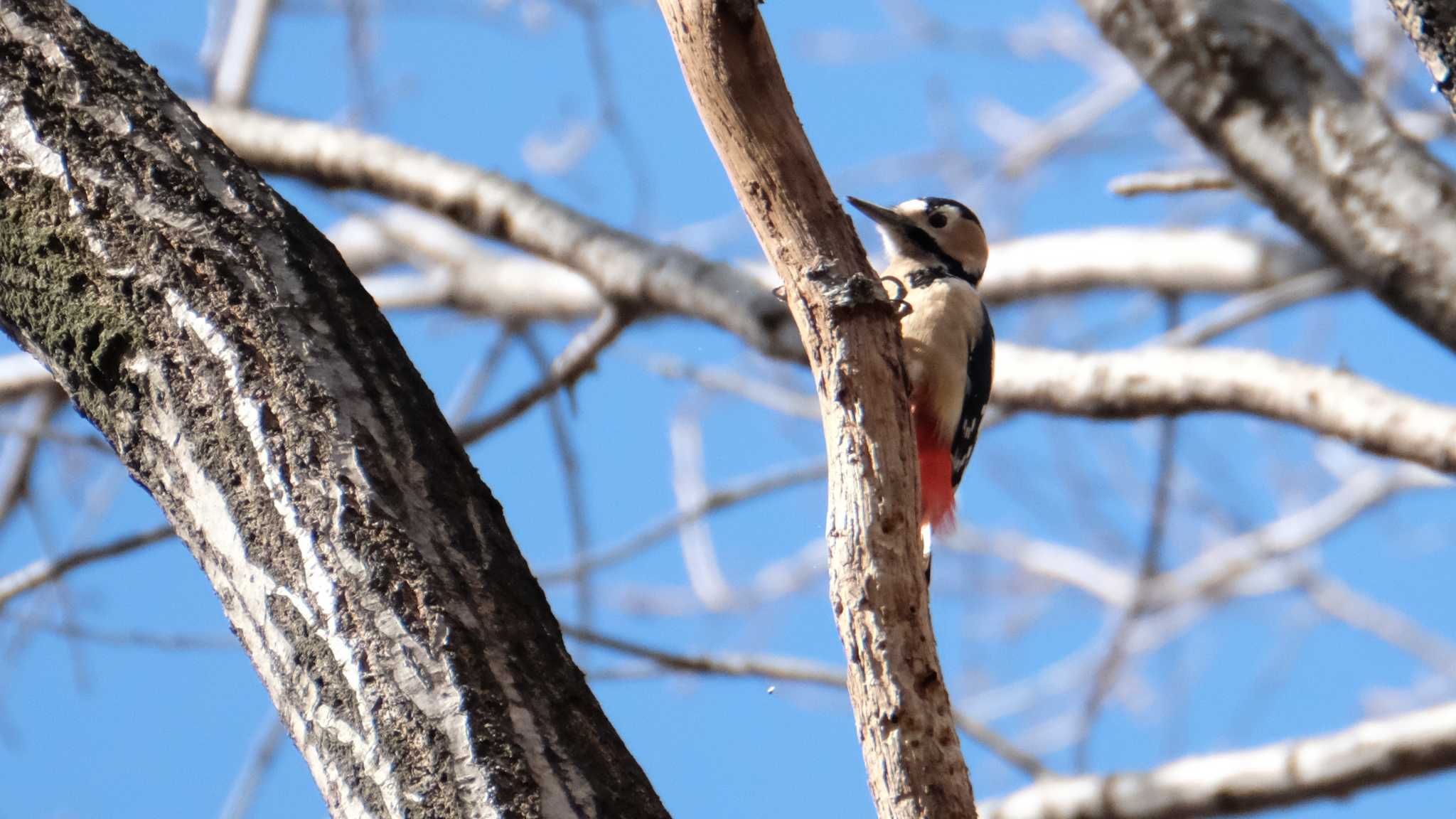 Photo of Great Spotted Woodpecker at Mine Park by ko1smr