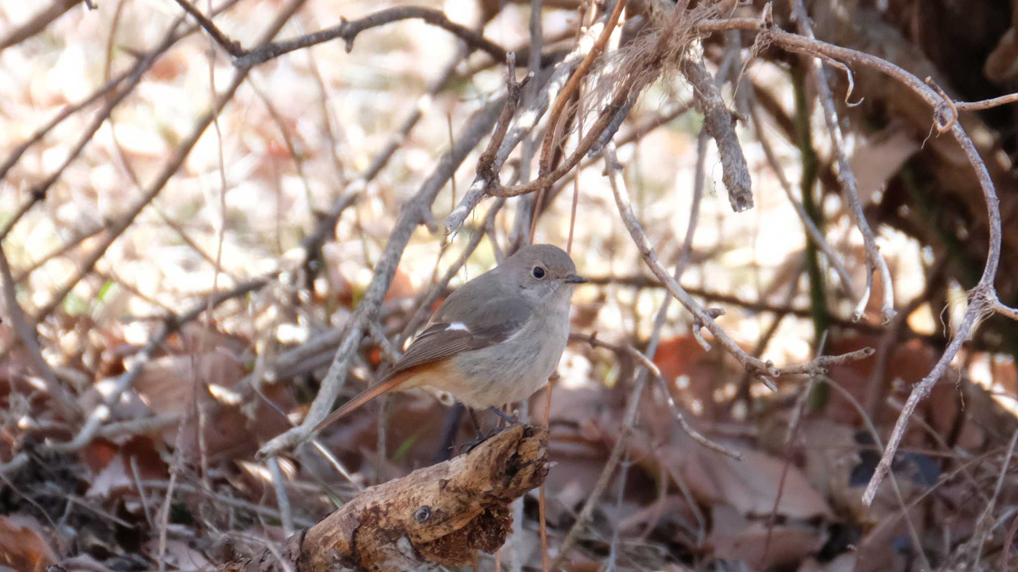 嶺公園 ジョウビタキの写真 by ko1smr