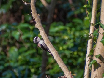 Long-tailed Tit Yatoyama Park Mon, 2/24/2020