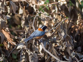 Varied Tit Yatoyama Park Mon, 2/24/2020