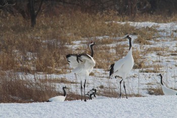 Red-crowned Crane Tsurumidai Mon, 2/11/2019