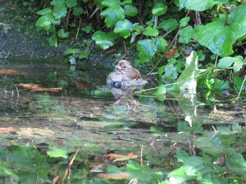 Grey Bunting 支笏湖野鳥の森 Sun, 9/20/2015