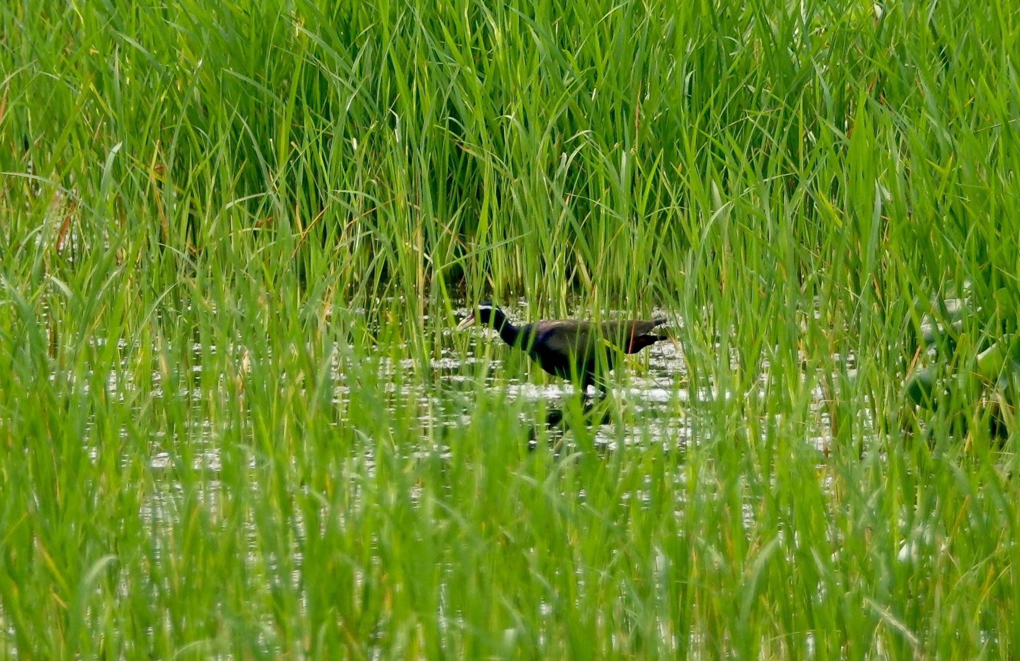 Photo of Bronze-winged Jacana at タイ中部 by のどか