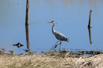 Grey Heron 多々良沼 Mon, 2/24/2020